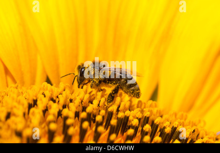 Closeup Biene auf Blüte sammelt Nektar Stockfoto