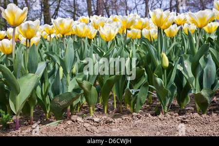 Tulpen - Jaap Groot Sorten Stockfoto