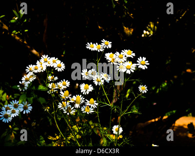 weiße Margeriten in der Natur mit schwarzem Hintergrund Stockfoto