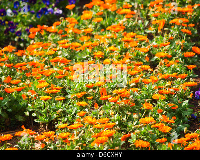 Orange Gerbera Blumen in der Natur Stockfoto