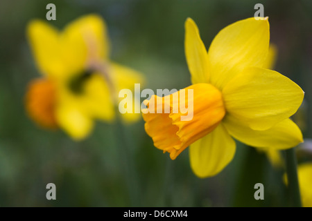 Narcissus 'Itzim' in einem englischen Garten. Stockfoto