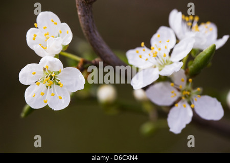 Prunus Spinosa. Blackthorn blühen in der Hecke. Stockfoto
