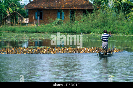 Kerala Indien Backwaters Mann im Kanu Enten hüten Stockfoto