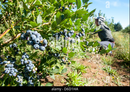 Blaubeer-Sträucher und Ernte in Temuco, Chile Stockfoto