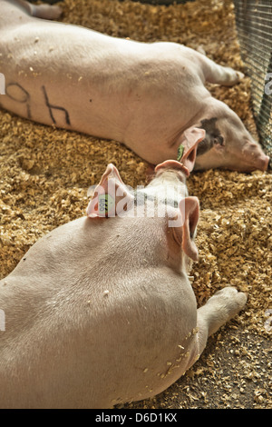 Schweine im Sägemehl auf Messe liegen Stockfoto