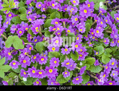 Federn Blumen Primeln Hintergrund Stockfoto