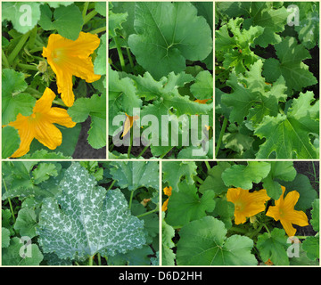 Blätter und Blüten der Zucchini Stockfoto