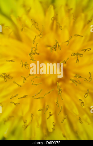 Löwenzahn (Taraxacum) Stockfoto