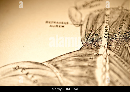 Antike Darstellung, die die Muskeln des Halses & Schulter. Stockfoto
