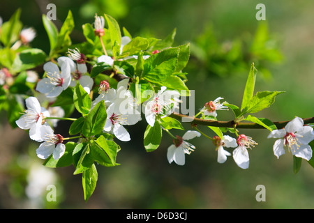 Frühlingsblüten Apfel Stockfoto