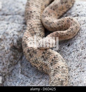 Eine wilde San Jose gefleckte Klapperschlange, mitchellii Crotalus mitchellii, subspedies endemisch in San Jose Island, Baja California, Mexiko Stockfoto