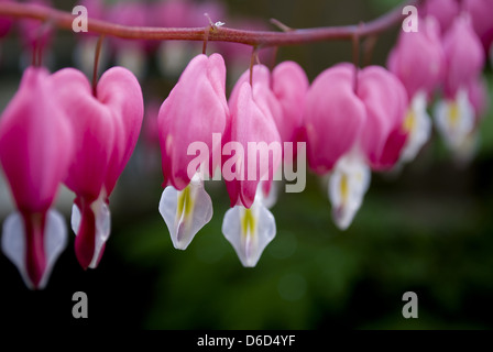 Tränendes Herz Blume dicentra Stockfoto