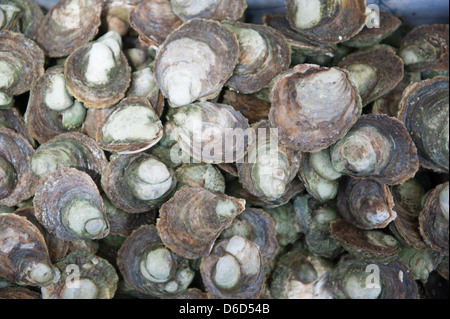 Austern auf einem Bauernmarkt in Puerto Montt, Chile Stockfoto