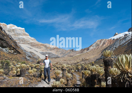 Wanderer zwischen den Frailejone Pflanzen in El Cocuy National Park, Kolumbien, Südamerika (MR) Stockfoto