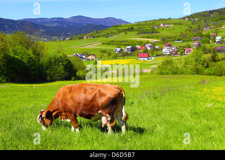 Eine Kuh auf einer grünen Weide Stockfoto