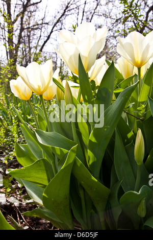 Tulpen - Jaap Groot Sorten Stockfoto