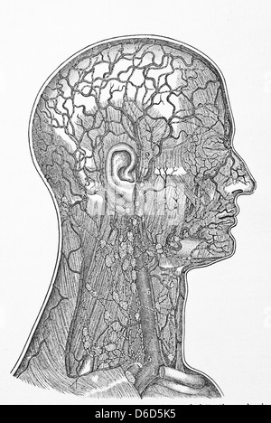 Achtzehnten Jahrhunderts Delineation des menschlichen Kopfes. Stockfoto