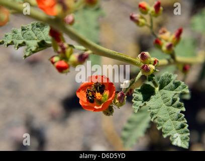 Eine Biene beschäftigt sammeln Pollen in eine rote Wüste Blume. Death Valley Nationalpark, Kalifornien, USA. Stockfoto