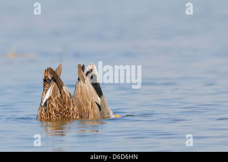 ein paar Gadwall (Anas Strepera) Dilettantismus Stockfoto