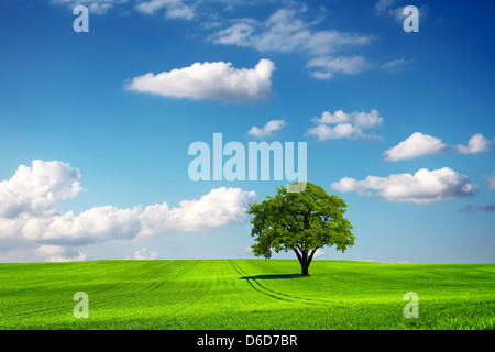 Eiche Baum und Ökologie Landschaft Stockfoto