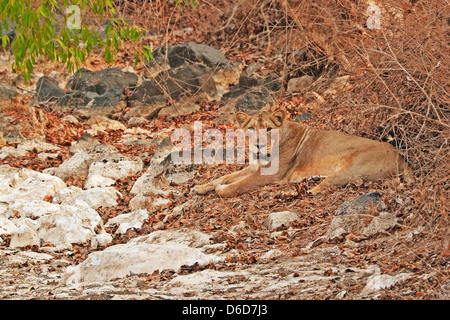 Weibliche asiatische Löwe (Panthera Leo Persica) im Gir-Nationalpark, Gujarat, Indien Stockfoto