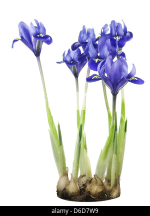 Feder blau Iris wachsen aus Zwiebeln Stockfoto