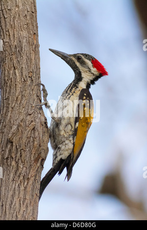 Schwarz-Psephotus Flameback / weniger Golden unterlegt Specht (Dinopium Benghalense), auf Nahrungssuche Stockfoto