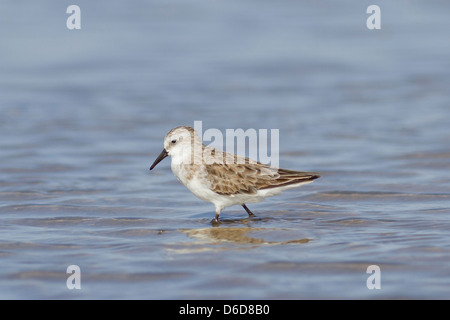 Kleinen Stint (Calidris Minuta) oder (Erolia Minuta) Stockfoto