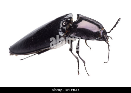 Klicken Sie auf Käfer Insekt Stockfoto