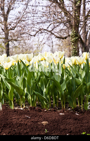 Tulpen - Jaap Groot Sorten Stockfoto