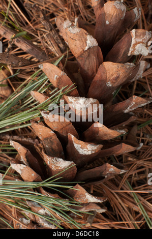 Weiße Kieferkegel auf Waldboden, Vorfrühling Stockfoto