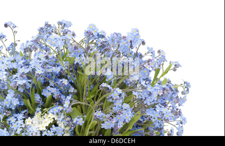 Vergissmeinnicht (Myosotis) Pflanze Postkarte Stockfoto