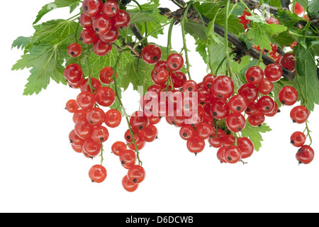 Cluster von roten Johannisbeeren hängen an einem Ast Stockfoto