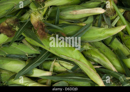 Frisch gepflückten Ähren auf einem Bauernhof stehen in Concord, Massachusettts Stockfoto