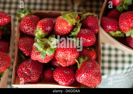 Frische Erdbeeren auf einem Bauernhof stehen in Massachusetts Stockfoto