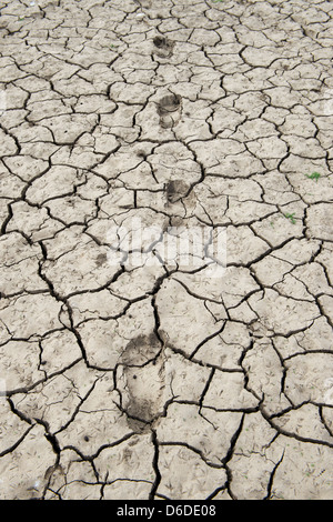 Footprints in trockenen Knacken Lehmboden in der indischen Landschaft. Indien Stockfoto