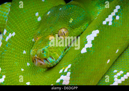 Grüne Baumpython / Morelia Viridis Stockfoto