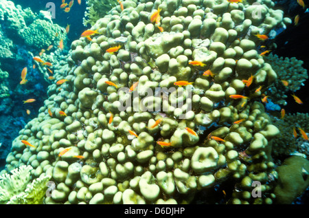 Scalefin Anthias, über dem Korallenriff, Red Sea June1988 schieben Sie Konvertierungen, Ägypten, Sinai-Halbinsel, Sudan Safari Boot Tauchen Schwimmen Stockfoto