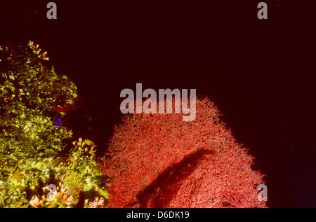 Rote Gorgonien, Paramuricea sp, roten Meer Juni 1988 schieben, Umbauten, Ägypten, Sinai-Halbinsel, Sudan Safari Bootstauchen Stockfoto