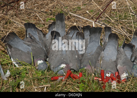 Tasche von Ringeltauben (Columba Palumbus) mit 28 trug Schrotflinte Fällen Stockfoto