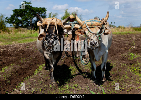 Landwirtschaft, Landwirt, Bauer, Menschen, Pflug und kubanischen Mann bei der Arbeit im Feld. ANAP landwirtschaftlichen Genossenschaft in Guines, Kuba Stockfoto