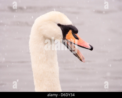 Ein Höckerschwan (Cygnus Olor) im Schnee am Lake Windermere, Lake District, Großbritannien. Stockfoto