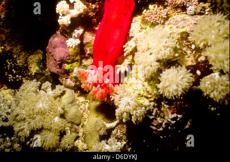 Spanische Tänzerin, Hexabranchussanguineus, Rote Meer gleiten Juni 1988 Umbauten, Ägypten, Sinai-Halbinsel, Sudan Safariboot Tauchen Stockfoto