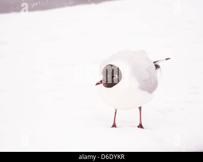 Eine schwarze geleitet Gull, (Chroicocephalus Ridibindus) im Schnee am Lake Windermere, Lake District, Großbritannien. Stockfoto