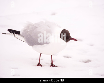 Eine schwarze geleitet Gull, (Chroicocephalus Ridibindus) im Schnee am Lake Windermere, Lake District, Großbritannien. Stockfoto