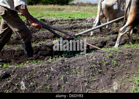 Landwirtschaft, Landwirte, Bauern, Menschen und kubanische Männer bei Arbeiten im landwirtschaftlichen Bereich. ANAP landwirtschaftlichen Genossenschaft in Guines, Kuba. Stockfoto