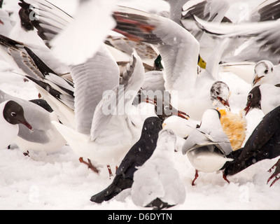 Enten und Möwen im Wettbewerb für Lebensmittel in den Schnee am Ufer des Lake Windermere, Lake District, Großbritannien. Stockfoto