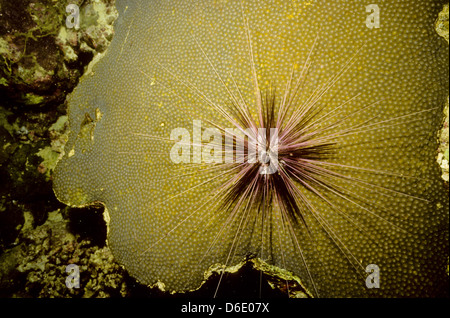 PIN Cushion Seeigel, Asthenosoma Varium, roten Meer Juni 1988 schieben Sie Konvertierungen, Ägypten, Sinai-Halbinsel, Sudan Safari Boot Tauchen, Stockfoto