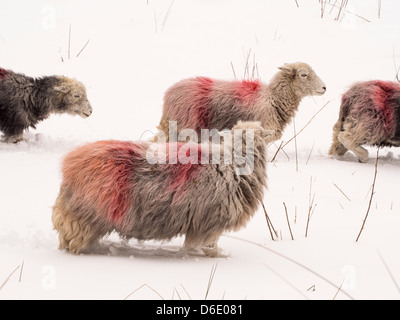 Schaf-Kampf in das heftige Winterwetter in Ambleside, Lake District, England, Ende März 2013. Stockfoto