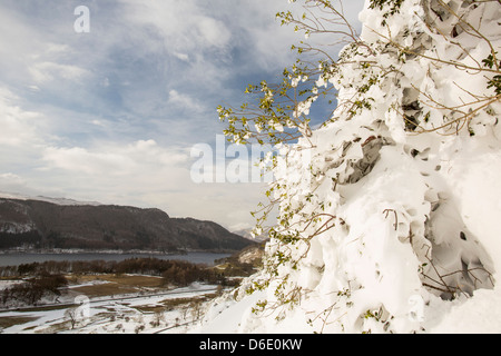 Eine Stechpalme verputzt im Schnee auf der Seite Lakelandpoeten, Lake District UK, im Falle der letzten Zeit extremen Wetter März 2013. Stockfoto